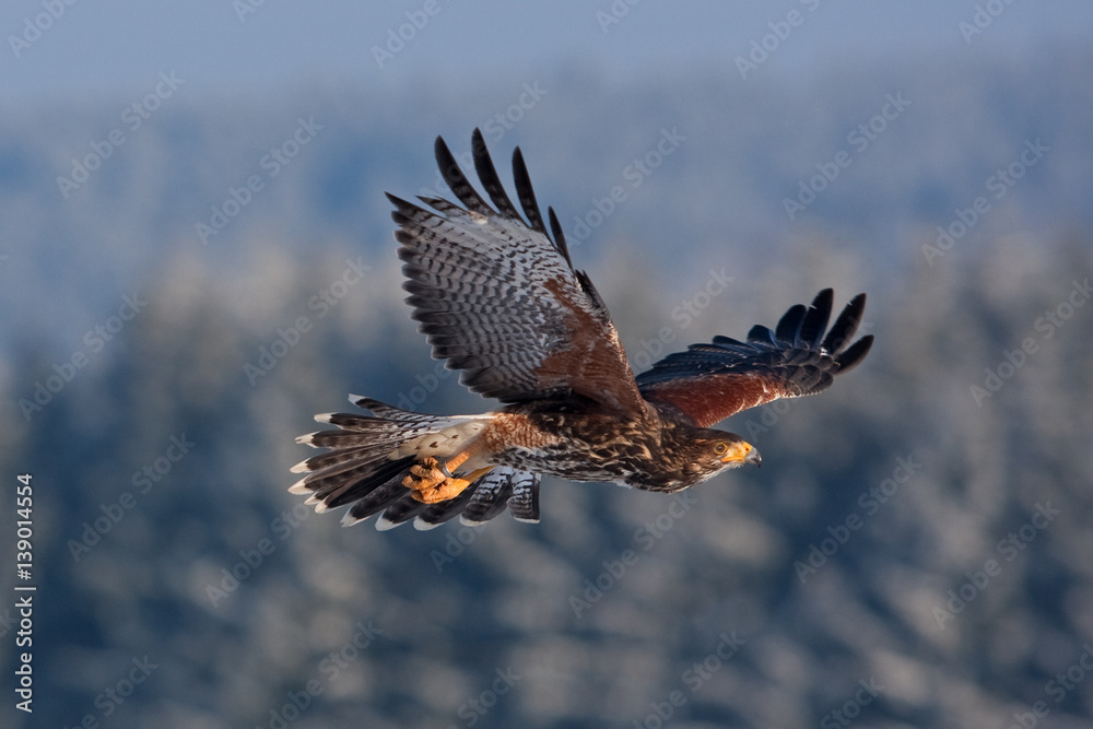 Fototapeta premium Harris's hawk, parabuteo unicinctus, Czech republic