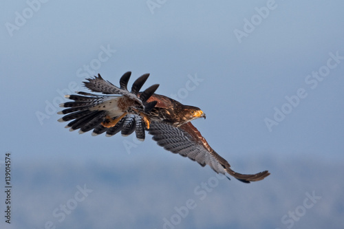 Harris's hawk, parabuteo unicinctus, Czech republic