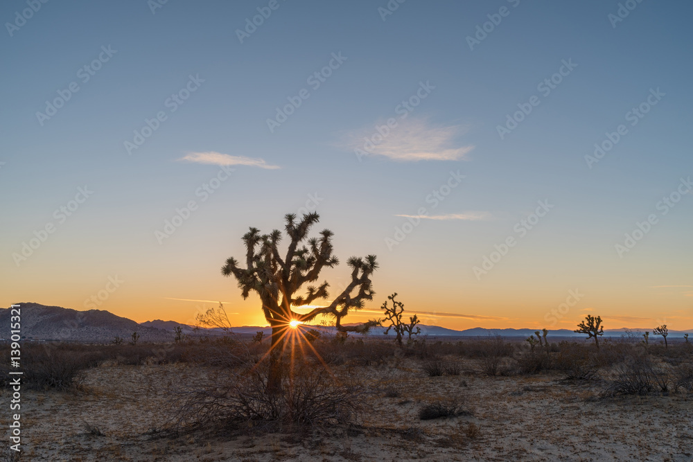 Sun setting behind a Joshua tree (Yucca brevifolia) at the Saddleback Butte State Park in Lancaster, California.