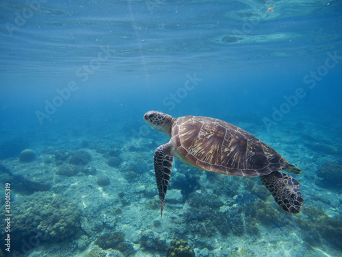 Green turtle underwater in blue ocean. Lovely sea animal in wild nature closeup photo