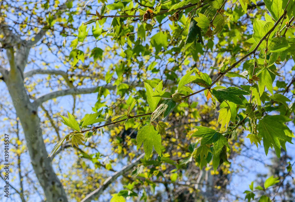Leaves and branches early spring growth Leaves and branches early spring growth