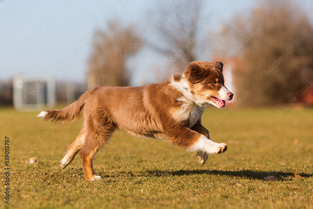 Australian Shepherd puppy runs on the meadow