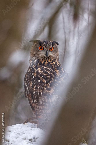 Eurasian eagle-owl, bubo bubo, Czech republic