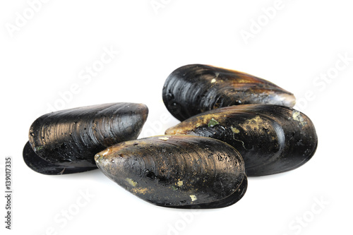 fresh raw mussel isolated on white background