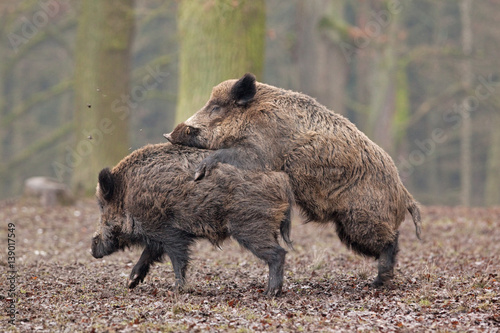 Photo wild boar, sus scrofa, Czech republic