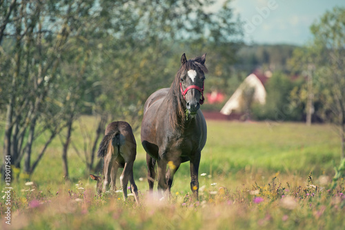 Fototapeta Naklejka Na Ścianę i Meble -  pony foal with mom  in the meadow