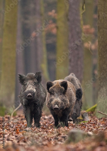 wild boar, sus scrofa, Czech republic