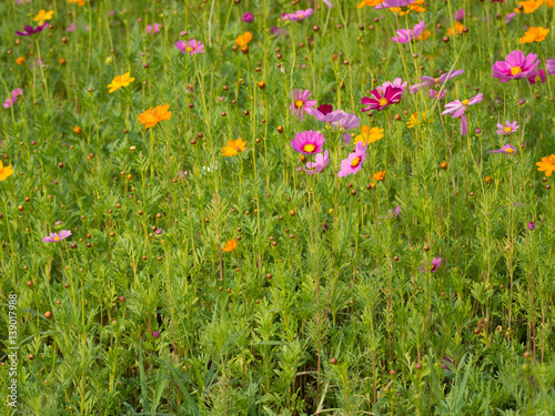 cosmos flower field on mountain