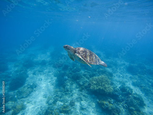 Sea turtle diving in deep blue water. Green turtle in sea water