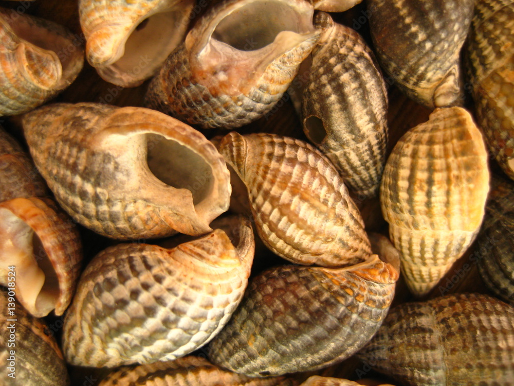 sea shells closeup