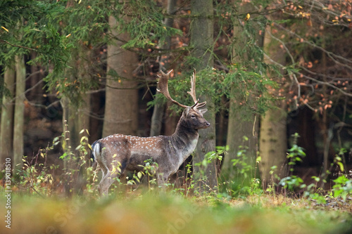 Fototapeta Naklejka Na Ścianę i Meble -   fallow deer, dama dama, Czech republic