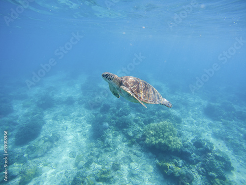 Sea turtle in Philippines sanctuary. Green turtle in sea water