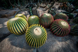 Round Cacti