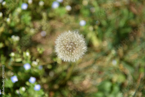 Dandelion from above