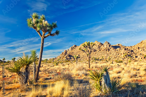 Joshua Tree National Park in Mojave Desert, California