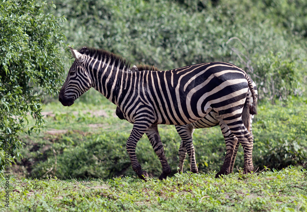 Zebras in Lake Manyara National Park - Tanzania Zebras in Lake Manyara National Park - Tanzania