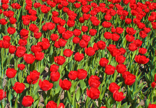 Background of red tulips