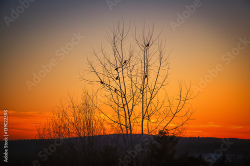 Robins at Sunset