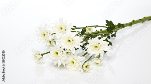 white chrysanthemum flowers © 1981 Rustic Studio