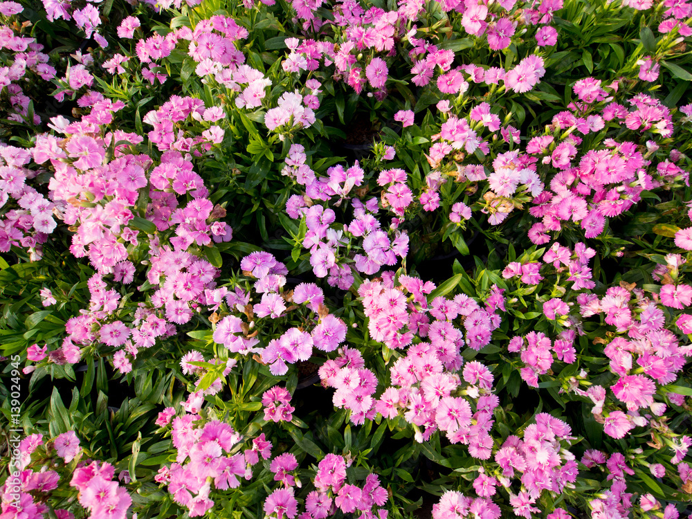 cosmos flower field on mountain cosmos flower field on mountain