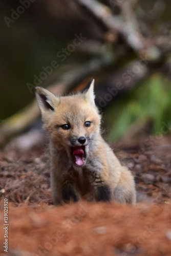 Baby fox kit yawning or howling