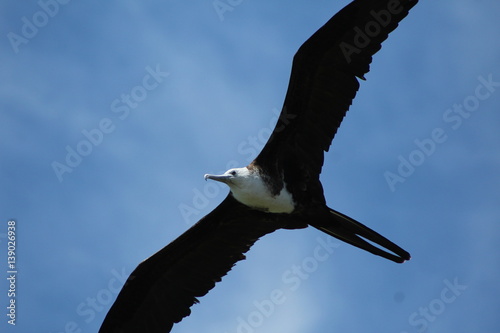 Juvenile magnificent frigatebird in flight