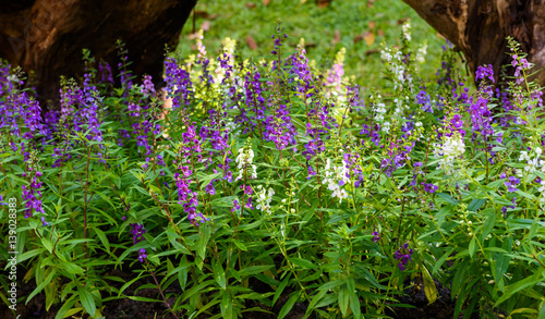 Waew Wichian Flower (Angelonia goyazensis Benth)