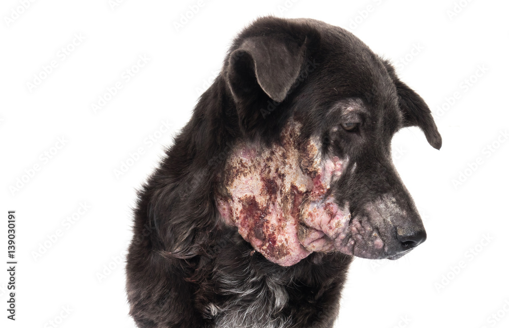 Obraz premium Closeup face of dog sick leprosy skin problem with white background