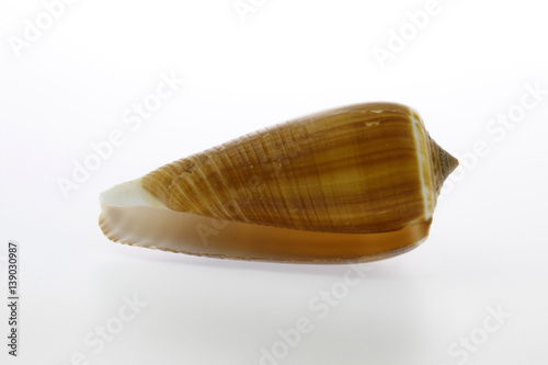 beautiful seashell isolated on white background