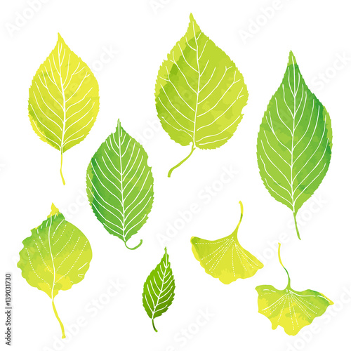 green leaves illustrations by watercolor paint © sacco