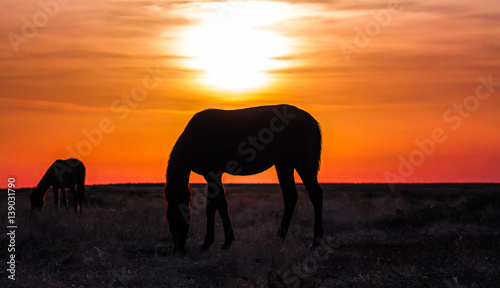 blurred silhouette of a horse on sunset background © kvdkz