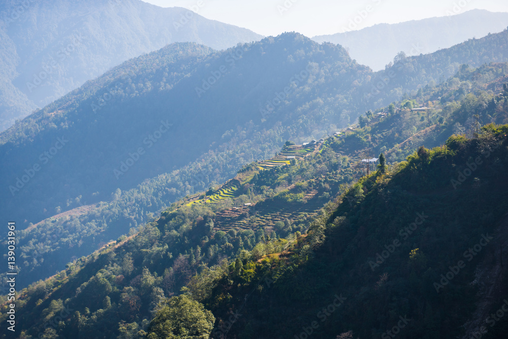 beautiful landscape the tree on mountain