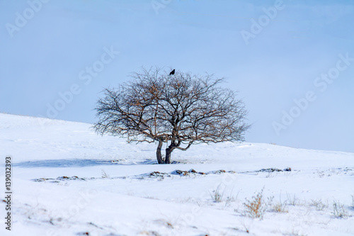 lonely tree on a snowy slope