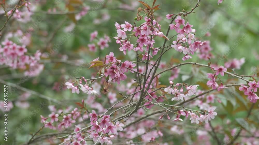 Wild Himalayan Cherry flowers are shaking with gently wind Wild Himalayan Cherry flowers are shaking with gently wind