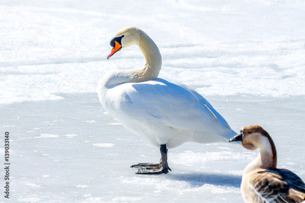 Fototapeta premium Swans on the frozen lake