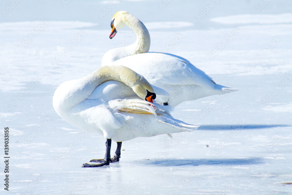 Fototapeta premium Swans on the frozen lake