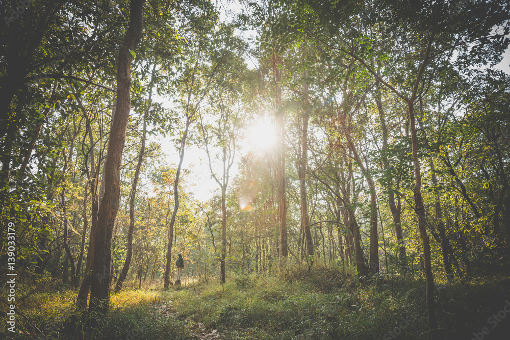 Man in the forest Man in the forest
