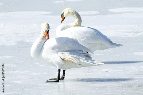 Swans on the frozen lake
