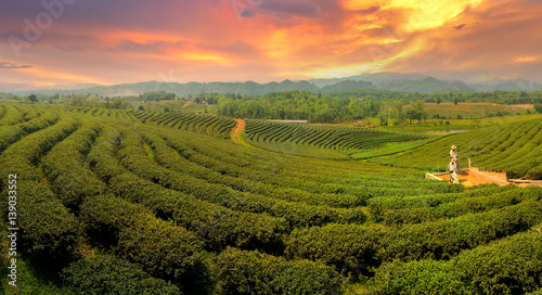 Panoramic views tea plantation at sunset in Chiang Rai,Thailand.