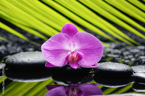 Pink orchid and palm on wet black stones 
