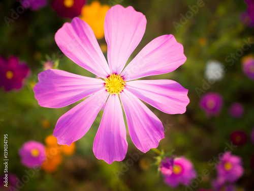 cosmos flower field on mountain