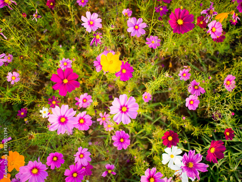 cosmos flower field on mountain