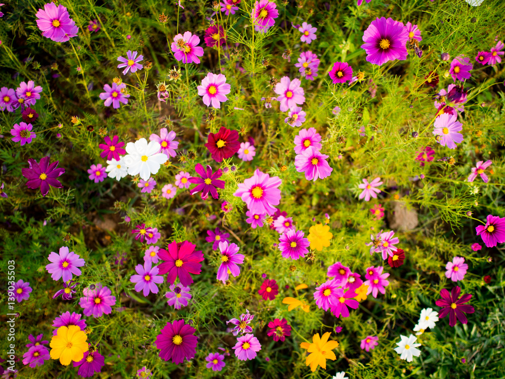 Fototapeta premium cosmos flower field on mountain