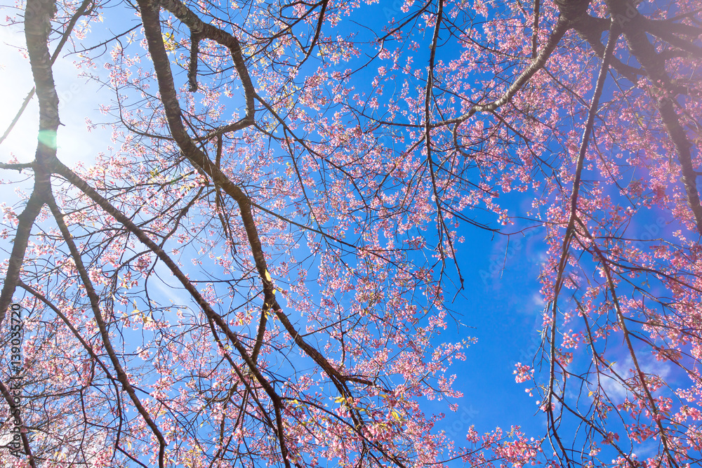 Obraz premium blurred of Prunus cerasoides flower on blue sky background. pink sakura thailand