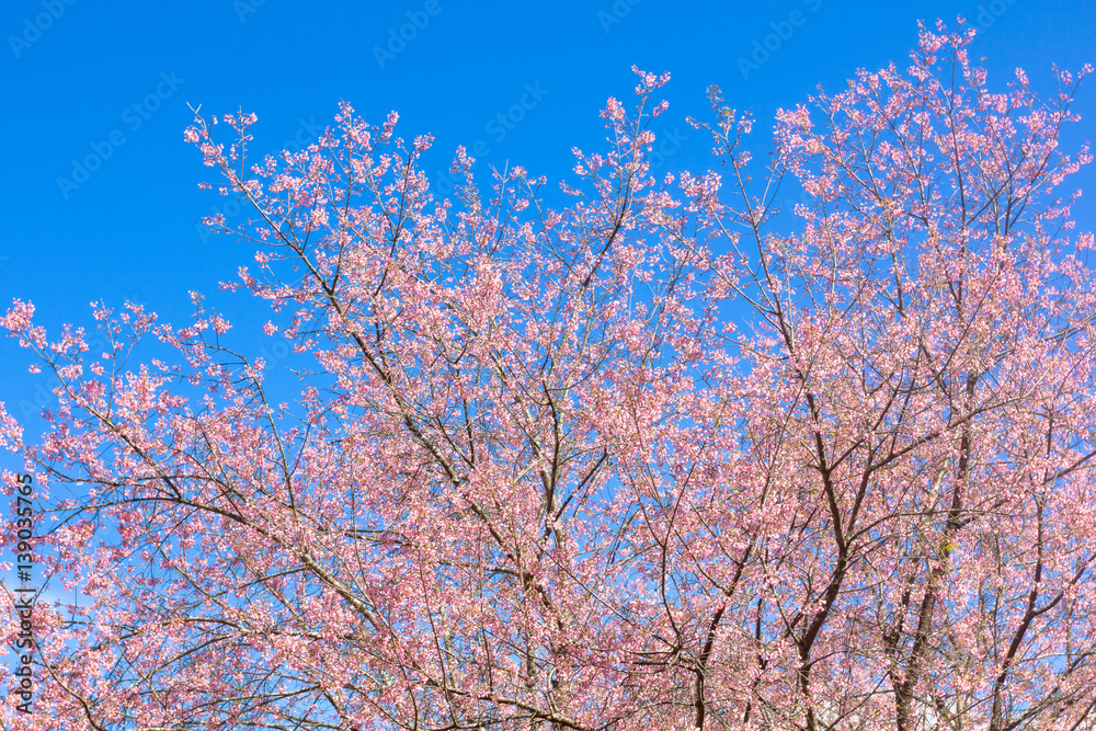 the blurred of Prunus cerasoides flower on blue sky background. pink sakura thailand the blurred of Prunus cerasoides flower on blue sky background. pink sakura thailand