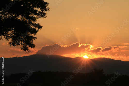 Beautiful Sun rise and sun set background with black silhouetted trees with orange sky.