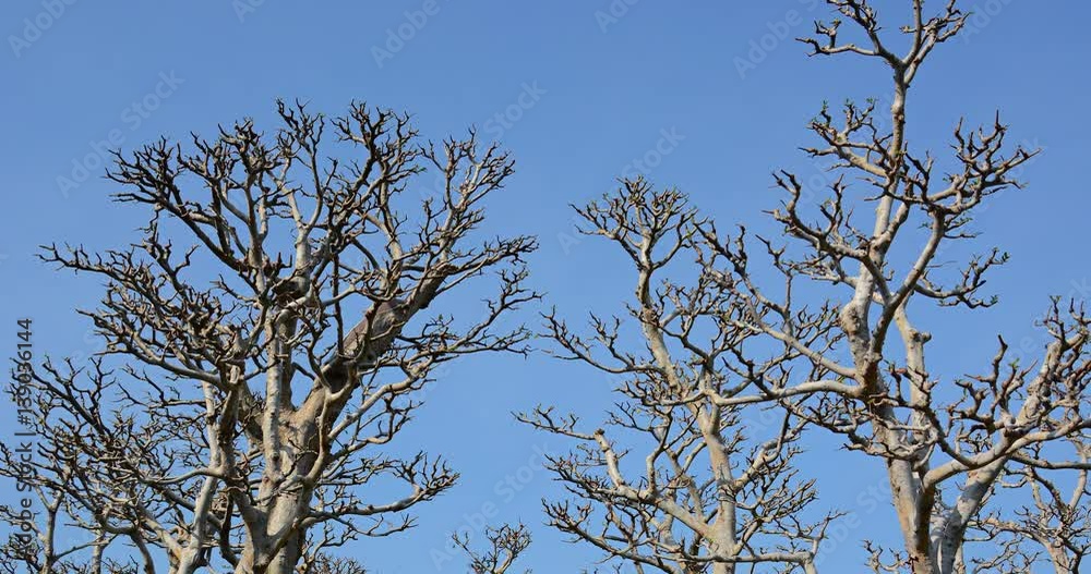Lifeless Trunks and Branches of Trees against a Blue Sky Lifeless Trunks and Branches of Trees against a Blue Sky