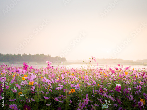 cosmos flower field on mountain