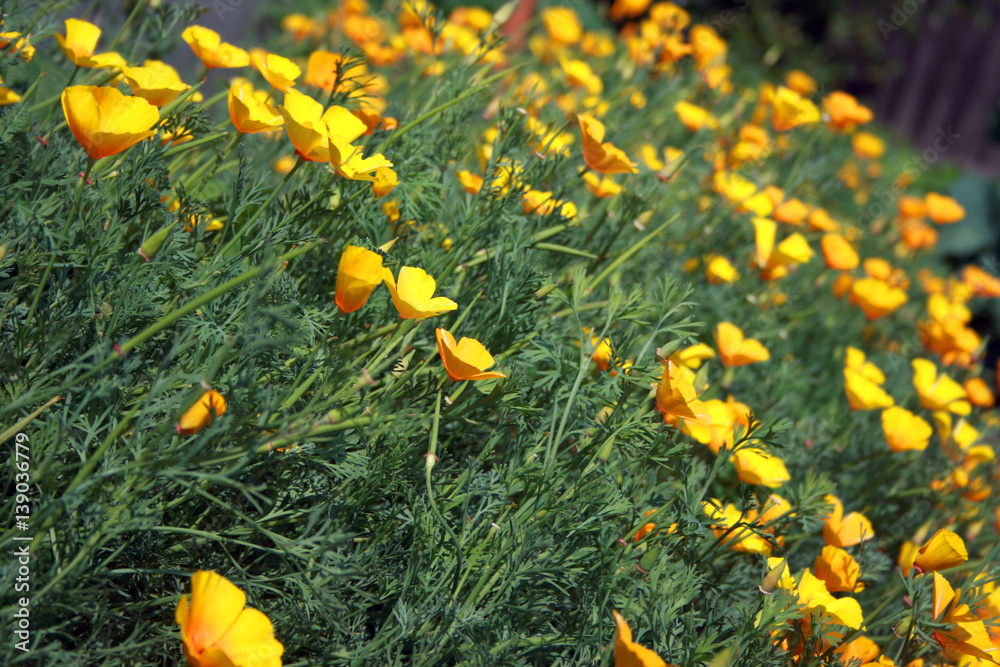 escholzia, summer flowers, yellow escholzia, a field of yellow flowers, summer flowering meadow, hot summer, colors summer, summer herbs escholzia, summer flowers, yellow escholzia, a field of yellow flowers, summer flowering meadow, hot summer, colors summer, summer herbs
