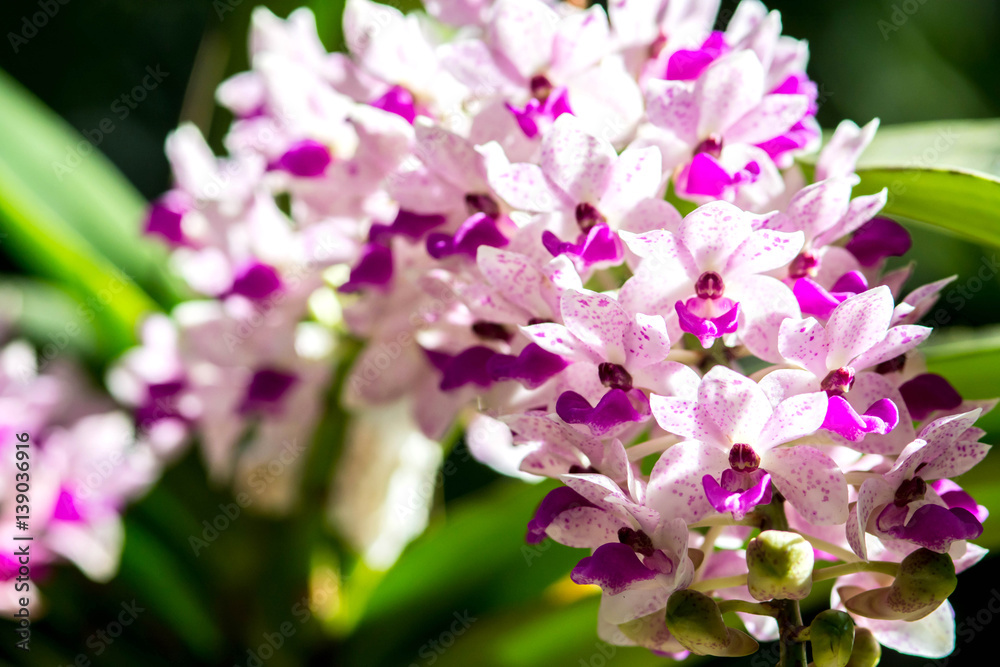 rhynchostylis gigantea orchid flowers